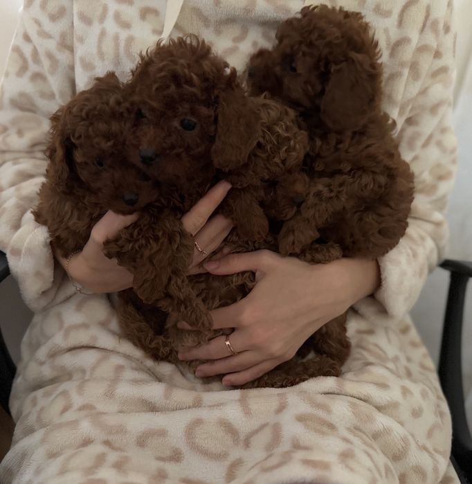 Шикарные малыши той пудель