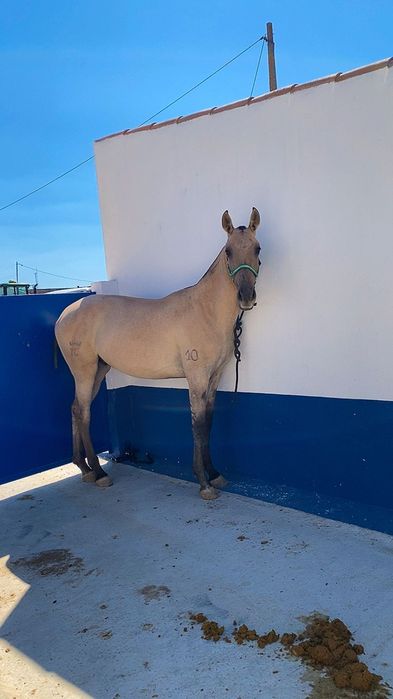 Vendo poldro com 2 anos