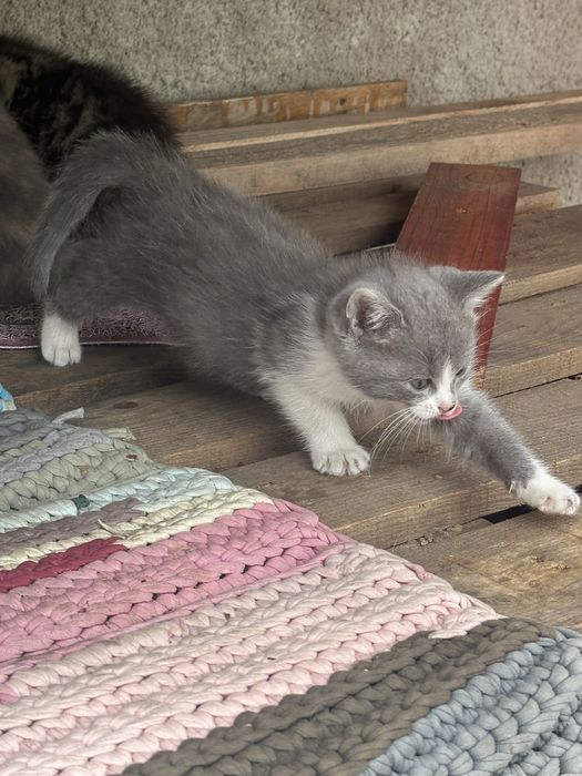Котики в добрі руки