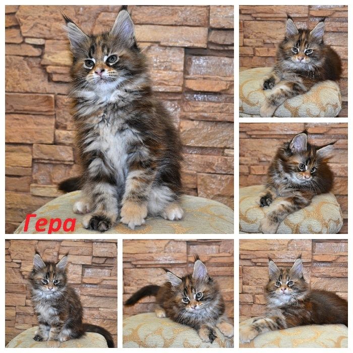 Котенок Мейн-кун, который покорит ваше сердце! Лучшие клубные дети.