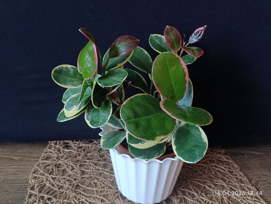 Hoya Australis Blondie