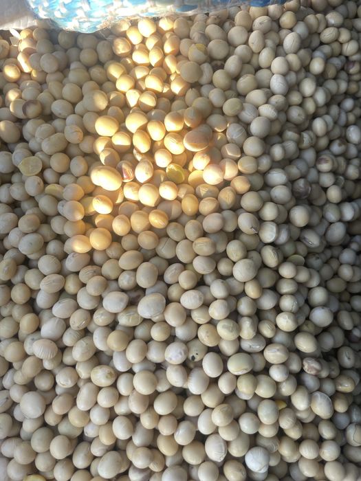 Продам насіння сої Аббі