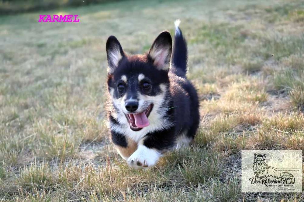 Welsh corgi pembroke