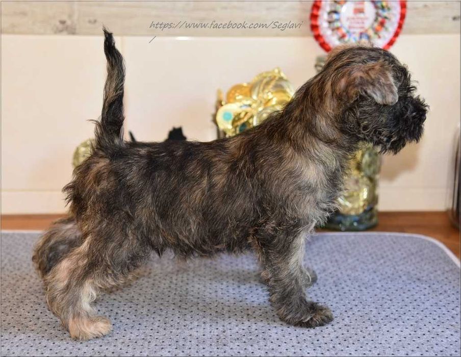Cairn Terrier - rodowodowy (ZKwP/FCI) piesek