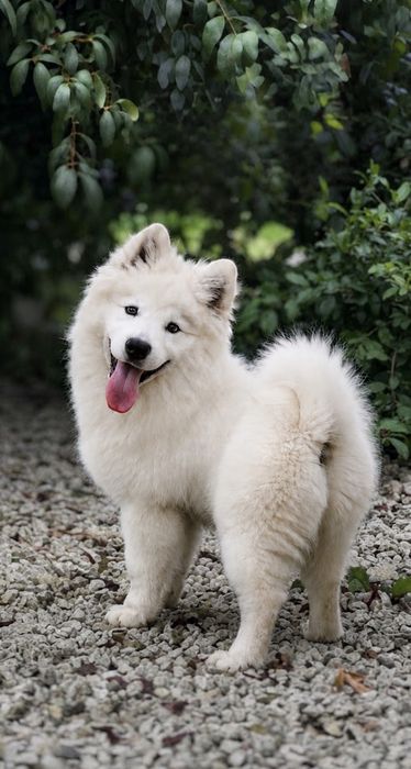 SAMOYED – wyjatkowa  suczka z Hodowli FLUFFY WHITE SMILES