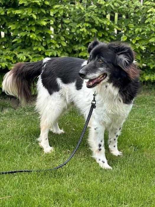 On wciąż ma nadzieje że znajdzie dom