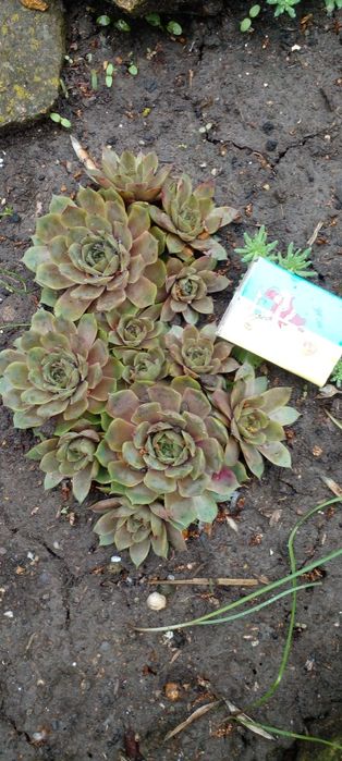 Молодило 8 сортов.Ирис карлик