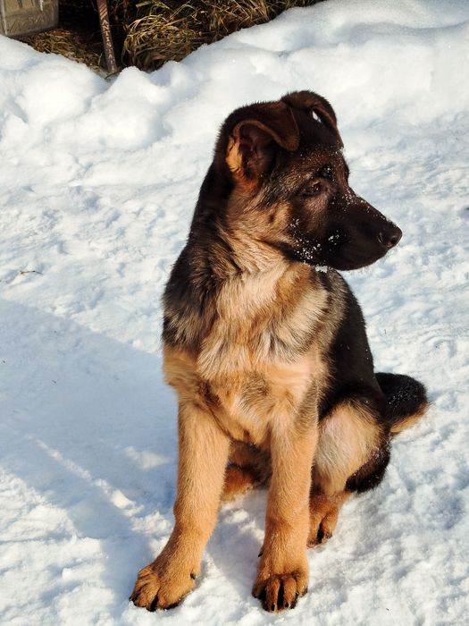 Кобель німецької вівчарки