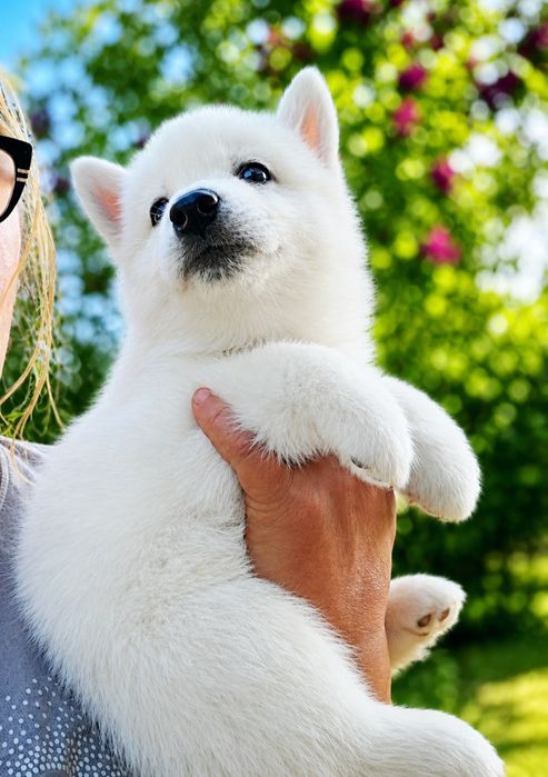 Siberian husky top-quality biała suczka po importach rodowód ZKwP FCI