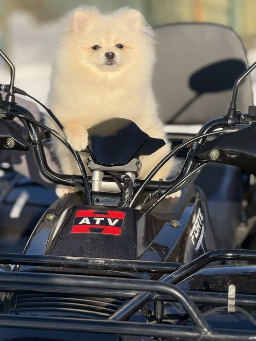 Хлопчик померанського шпіца