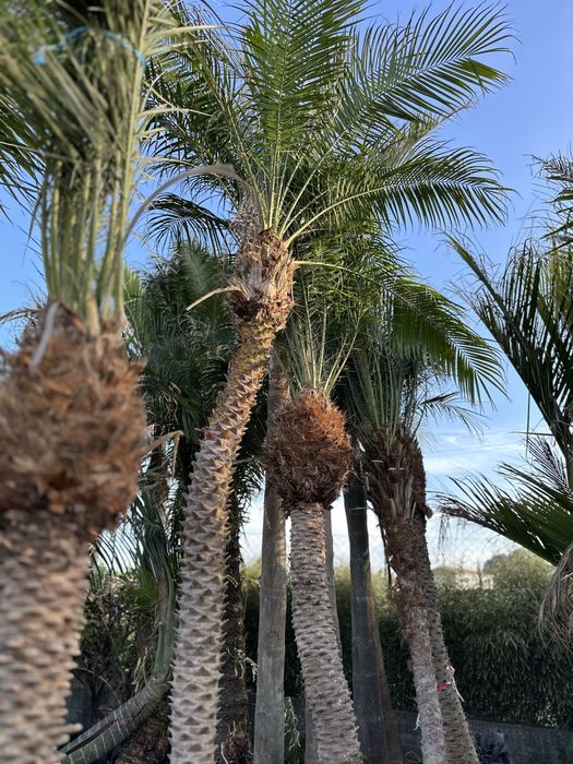 Palmeira Phoenix roebelenii - Exemplares