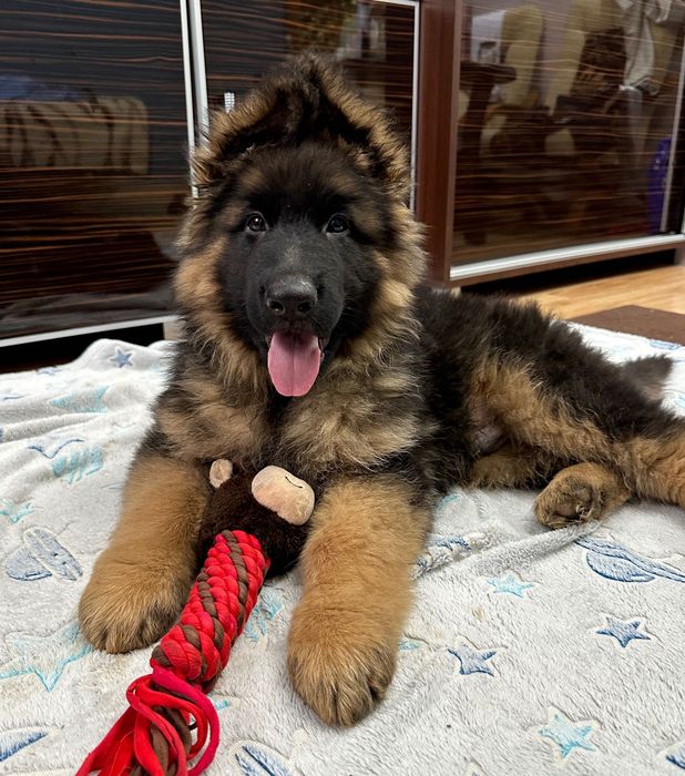 Piesek Owczarka Niemieckiego długowłosy FCI