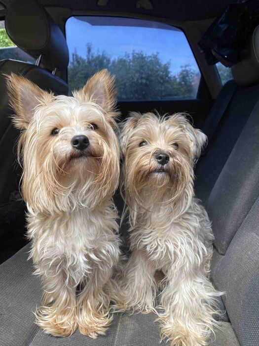 Йоркширський тер'єр.