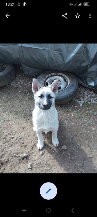 Цуценя безкоштовно