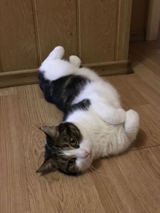 Загубився котик!!!