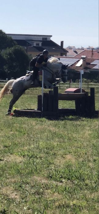 Puro Sangue Lusitano de desporto