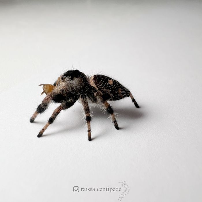 Skakun królewski Bahama (Phidippus regius)