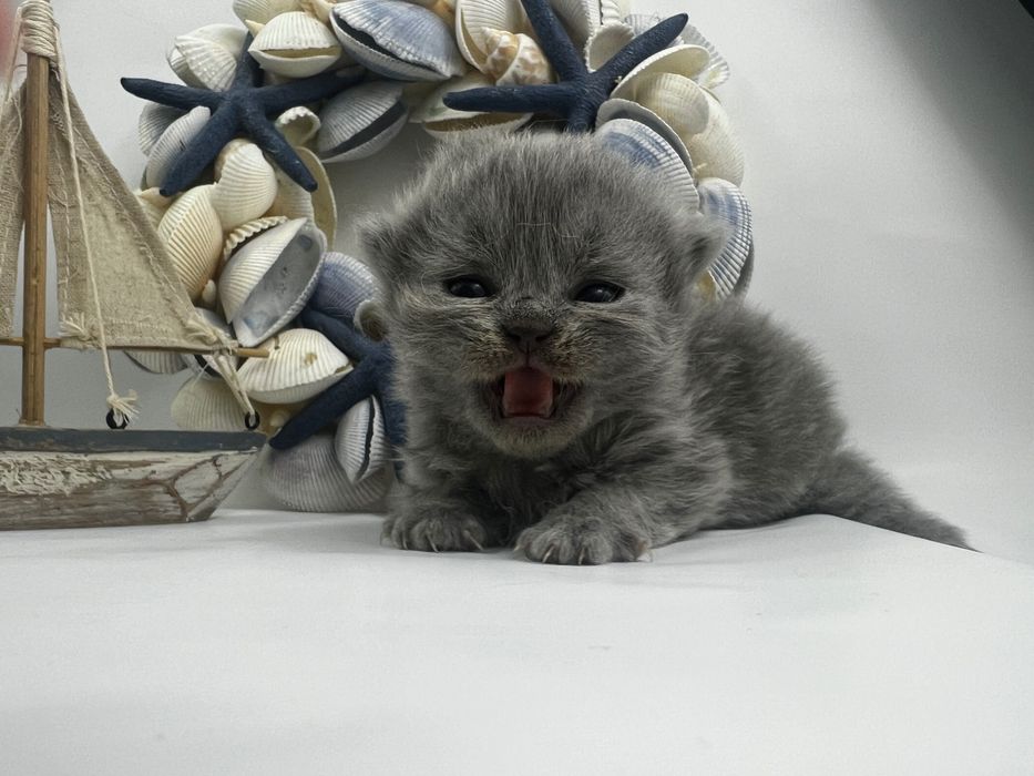 Kocięta brytyjskie kotki kocurki koty kocury długowłose FPL WCF