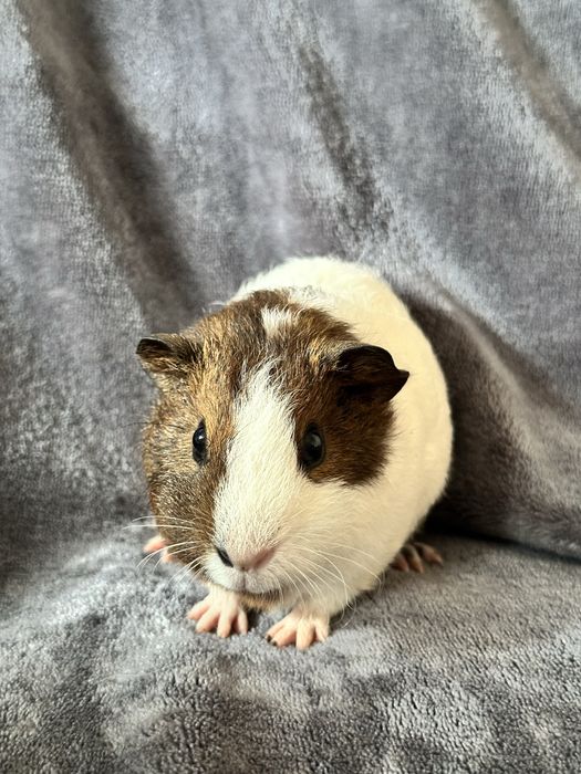 Swinka morska kawia domowa samczyk baranek us teddy