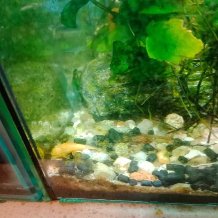 Sprzedam młode glonojady