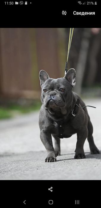 Французы взрослые