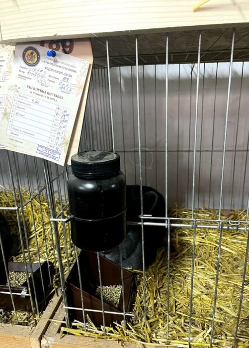 Віденські Блакитні