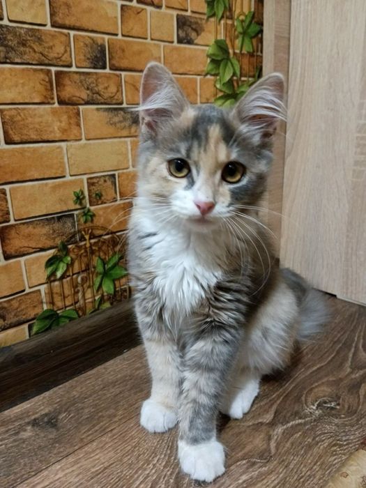 Шукаємо для неї люблячу та відповідальну родину