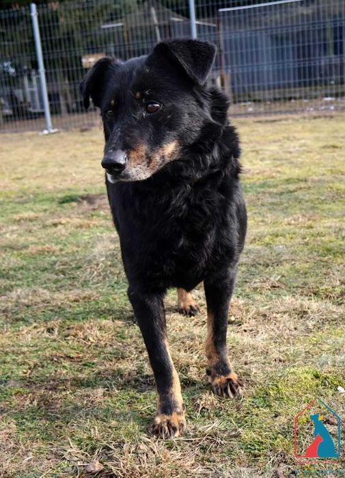 Bardzo przyjazny piesek Pedro szuka domu!