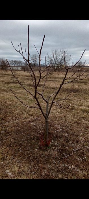 Обрізка дерев санітарна, формуюча та омолоджуюча.