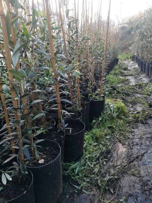 Oliveiras da variedade galega