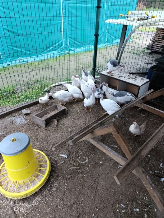 Perliczki i perliki młode