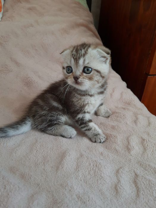 Висловухі шотландські кошенята