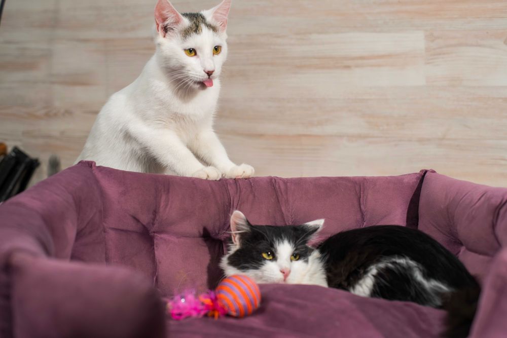 Супер кошенятки в пошуках домівки