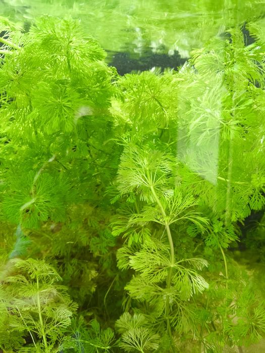 Limnophila sessiliflora