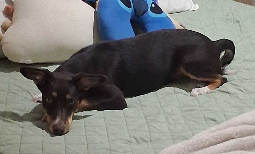 Cadelinha para adoção