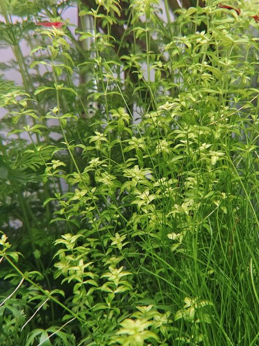 Hemianthus micranthemoides duży heniek
