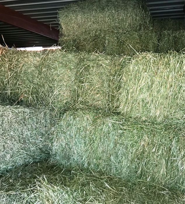 Сіно в тюках, урожай 2025 року