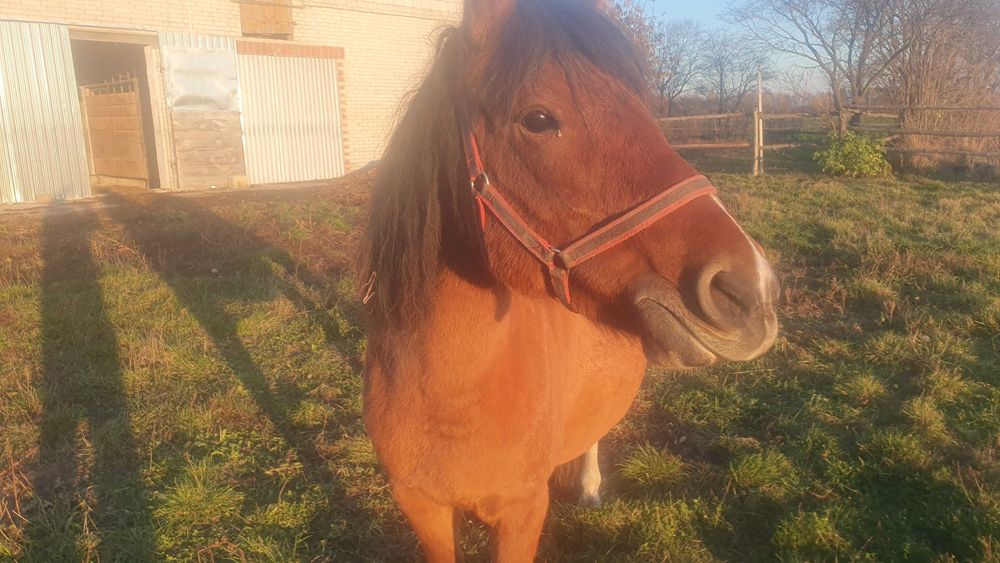 Klacz huculska 5 lat ujeżdżona, ks. główna do programu