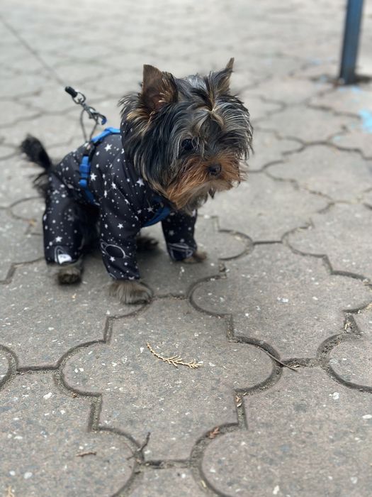 Одежда  для собаки