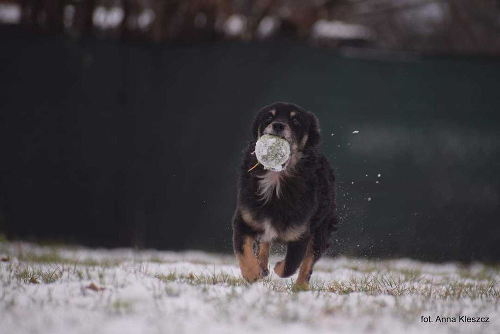 Rej pilnie szuka domu