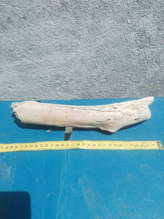 Troncos de deriva / para aquário