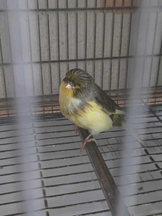 Canario macho gloster consort 2025