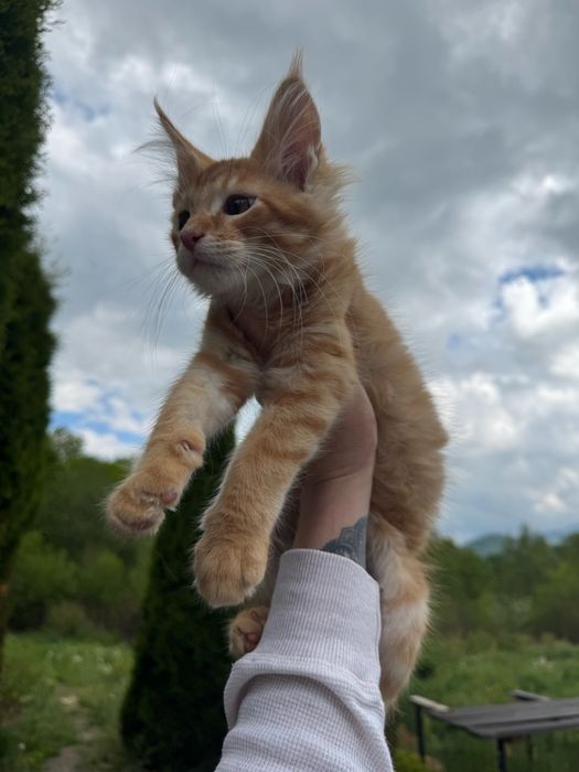 Мейн-Кун Рыжий Мальчик,котята