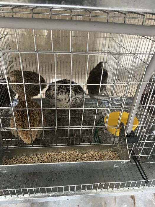 Ovos de codornis frescos e galados