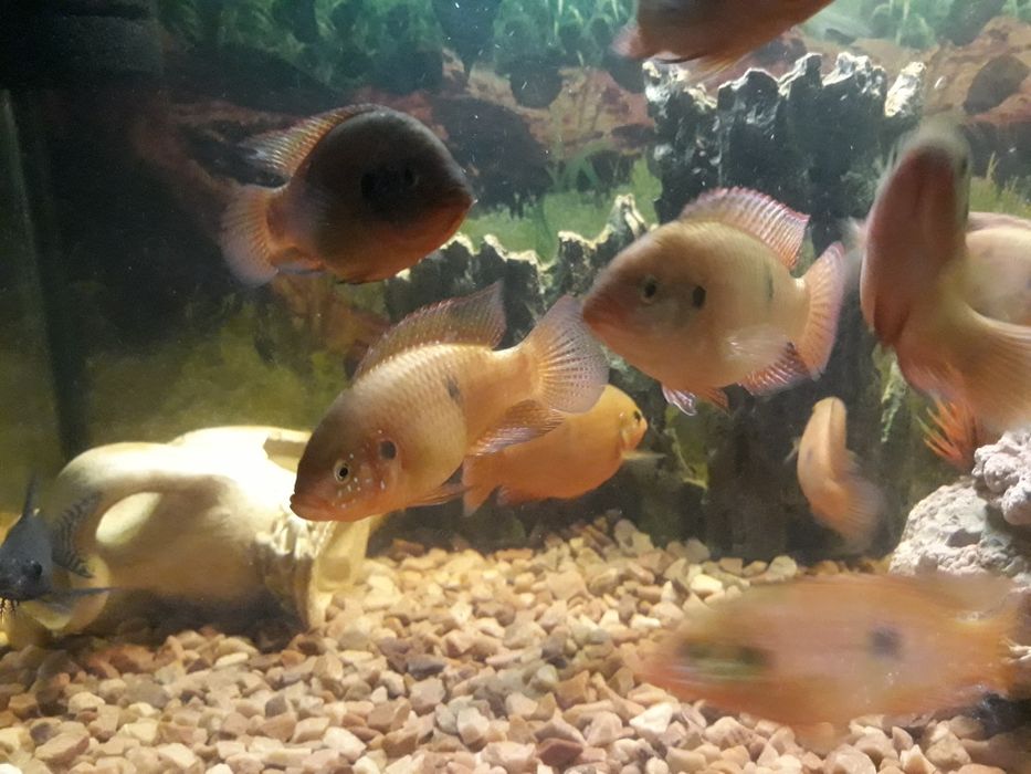 Продам Хроміс Красавец