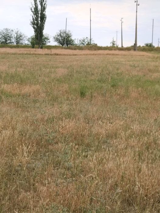 Ділянка землі (15 соток)