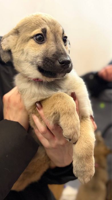 Цуценята дівчата шукають родини 6 міс