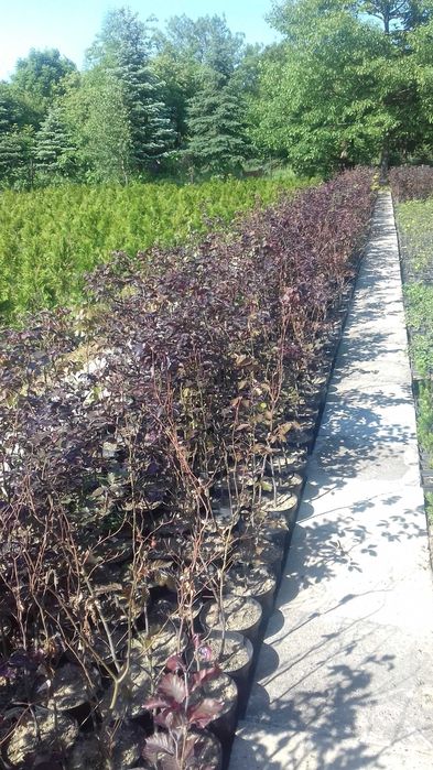 Buk pospolity Atropurpurea buk czerwony 100 - 120 cm 100 sztuk