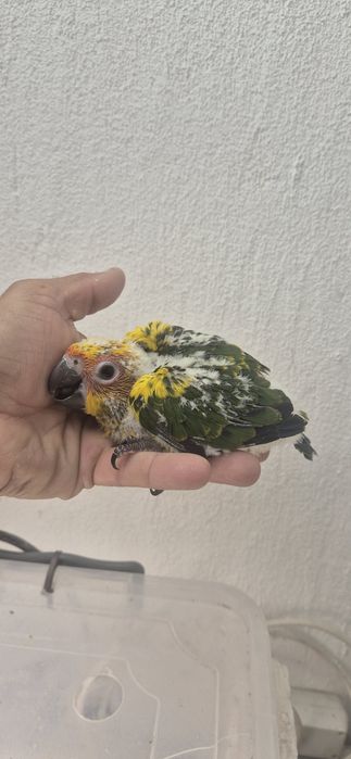 Aratingas do sol serem criadas a mão