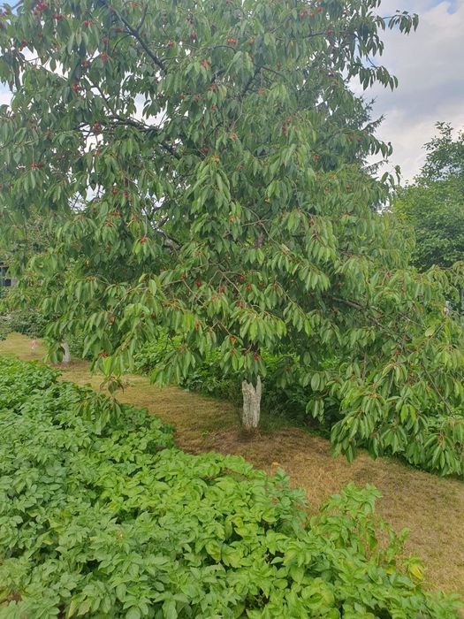 Dzialka ogrodowa z altanką ogrodzona Jedrzychow  600m2